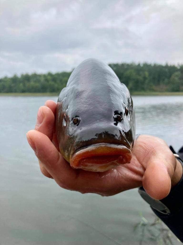 Wilkaski Zakatek Gizycko Luaran gambar